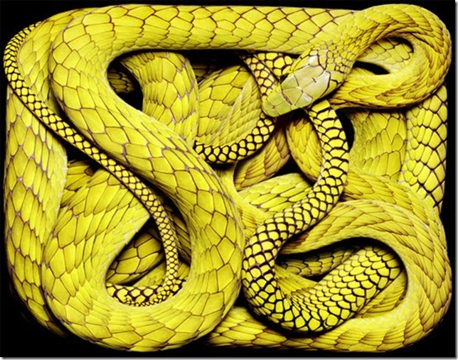 yellow-snake