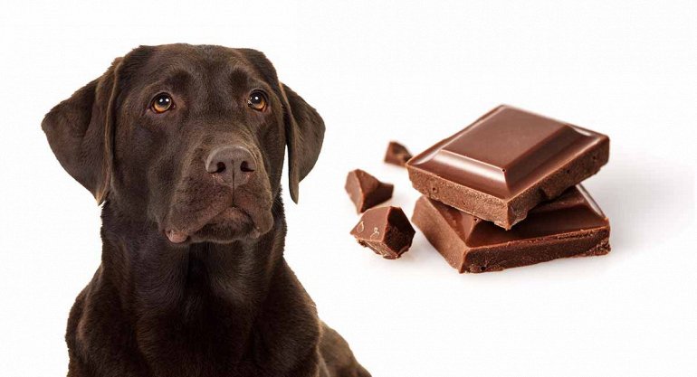 собака с шоколадкой