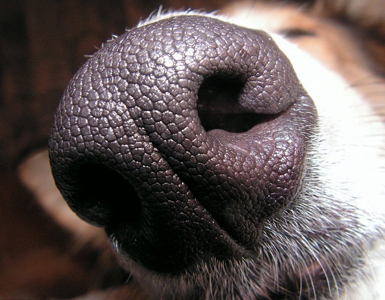 нос собаки