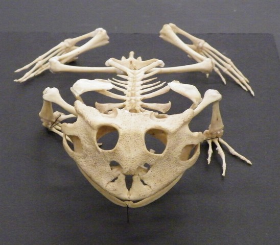 скелет жабы