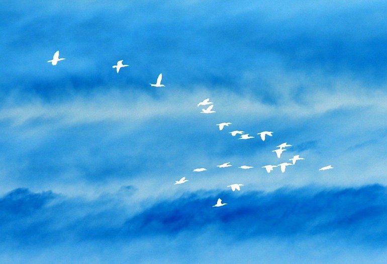 птицы в небе