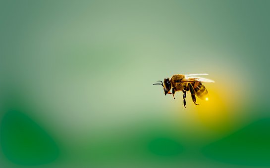пчела летит