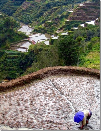 рисовые террасы банауэ