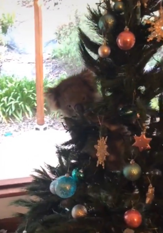 коала забралась на елку