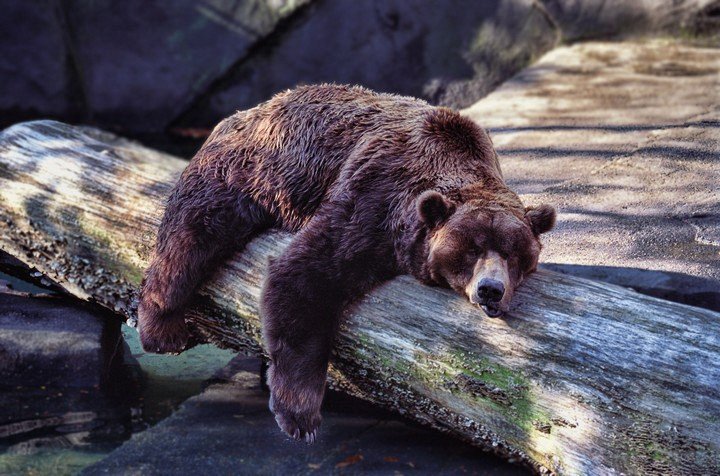 медведь в спячке