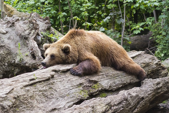 спящий медведь