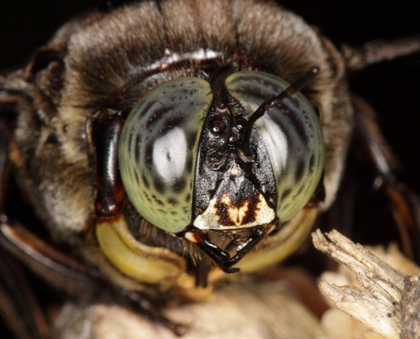 глаза пчелы