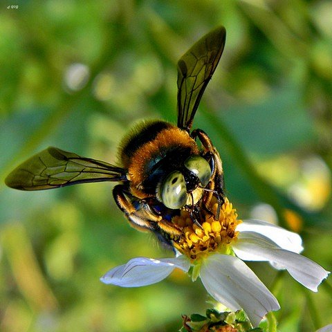 пчелы-плотники