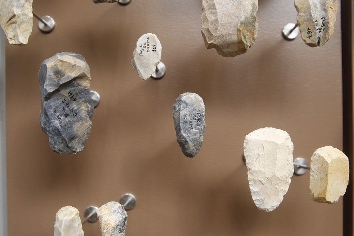 окаменелости в музее