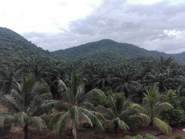 пальмовые рощи