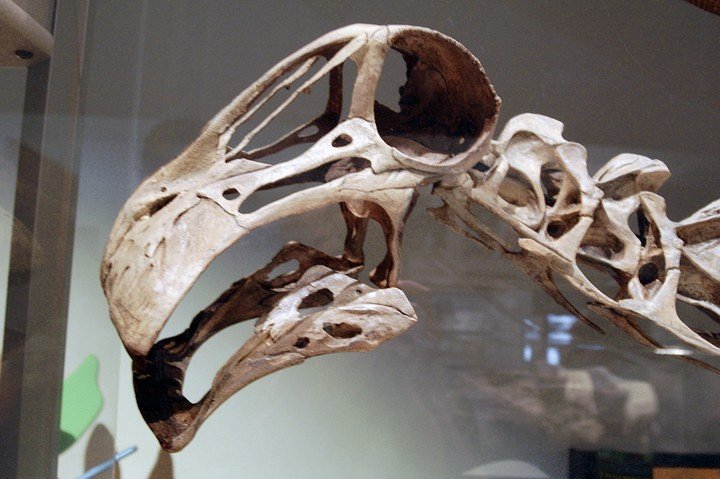 череп нигерзавра