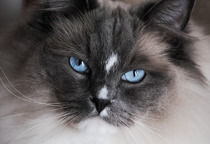 синие глаза кота
