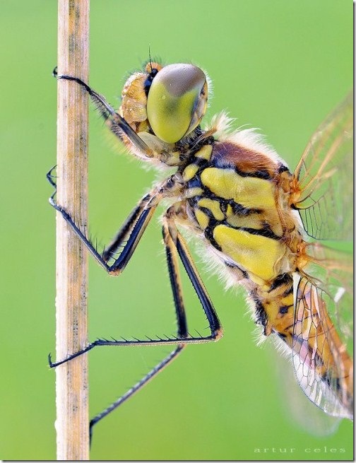 Close-Ups-of-Small-Animals-and-Insects-002