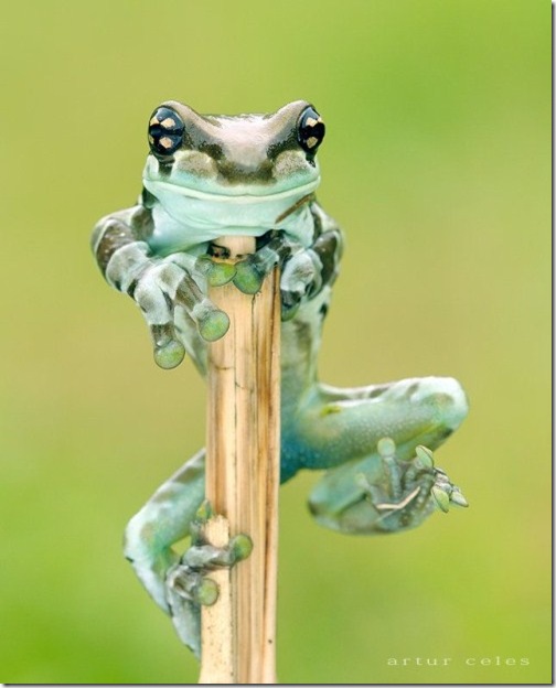 Close-Ups-of-Small-Animals-and-Insects-006