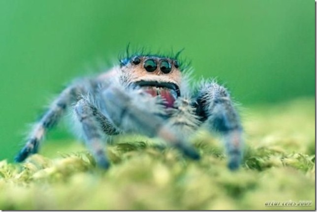 Close-Ups-of-Small-Animals-and-Insects-007