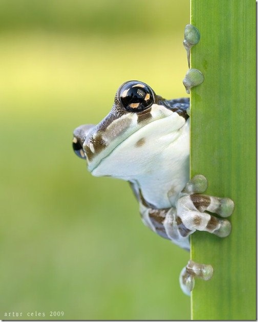 Close-Ups-of-Small-Animals-and-Insects-010