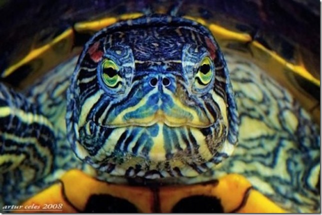 Close-Ups-of-Small-Animals-and-Insects-014