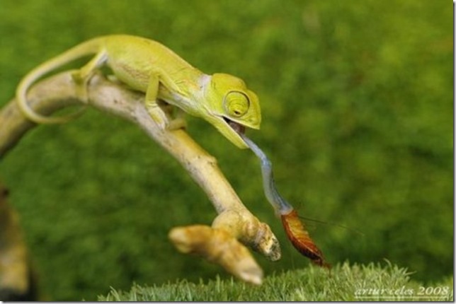 Close-Ups-of-Small-Animals-and-Insects-017