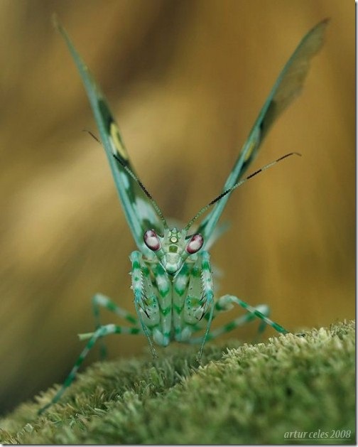 Close-Ups-of-Small-Animals-and-Insects-019