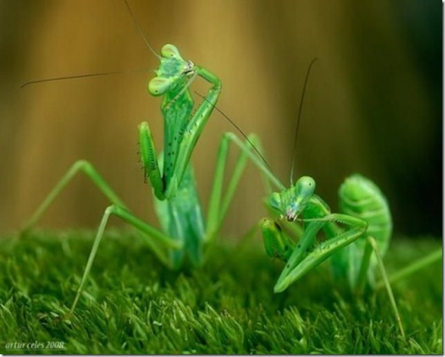 Close-Ups-of-Small-Animals-and-Insects-020