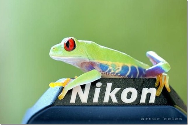 Close-Ups-of-Small-Animals-and-Insects-021