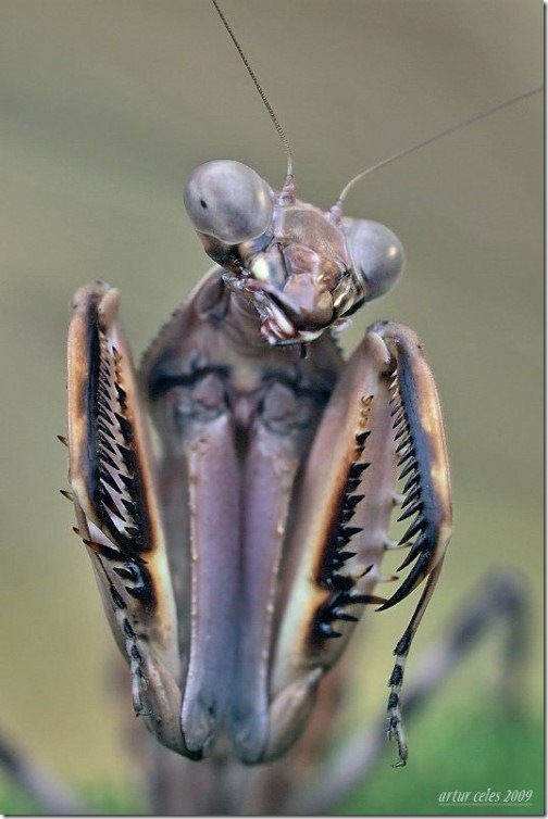 Close-Ups-of-Small-Animals-and-Insects-025