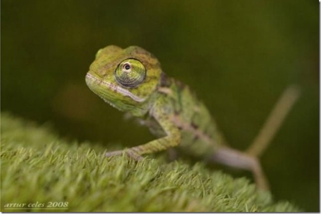 Close-Ups-of-Small-Animals-and-Insects-029