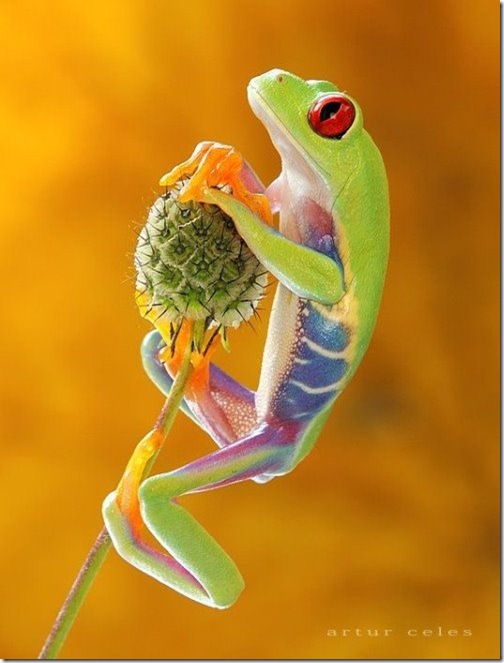 Close-Ups-of-Small-Animals-and-Insects-030