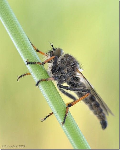 Close-Ups-of-Small-Animals-and-Insects-031