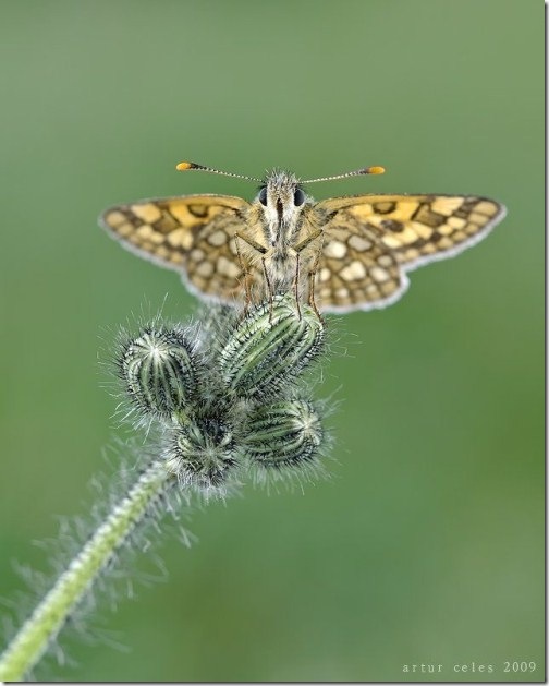 Close-Ups-of-Small-Animals-and-Insects-036