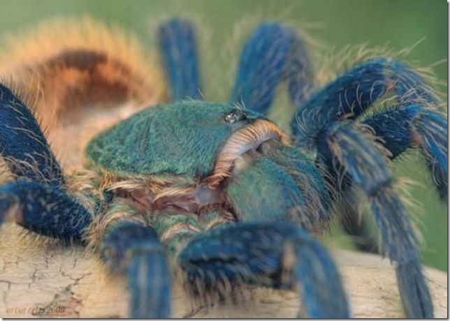 Close-Ups-of-Small-Animals-and-Insects-037