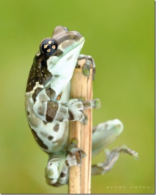 Close-Ups-of-Small-Animals-and-Insects-038