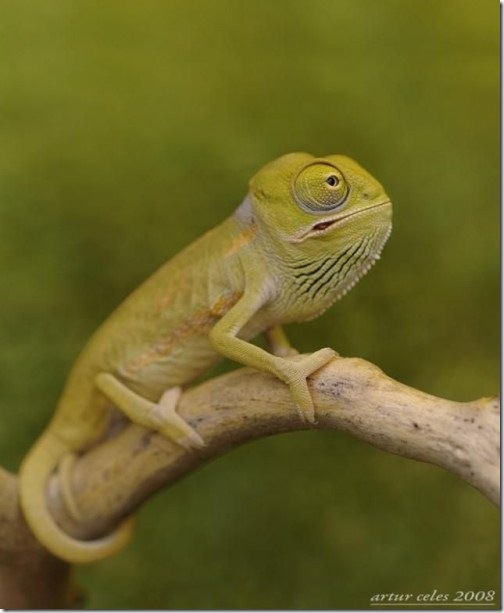 Close-Ups-of-Small-Animals-and-Insects-043