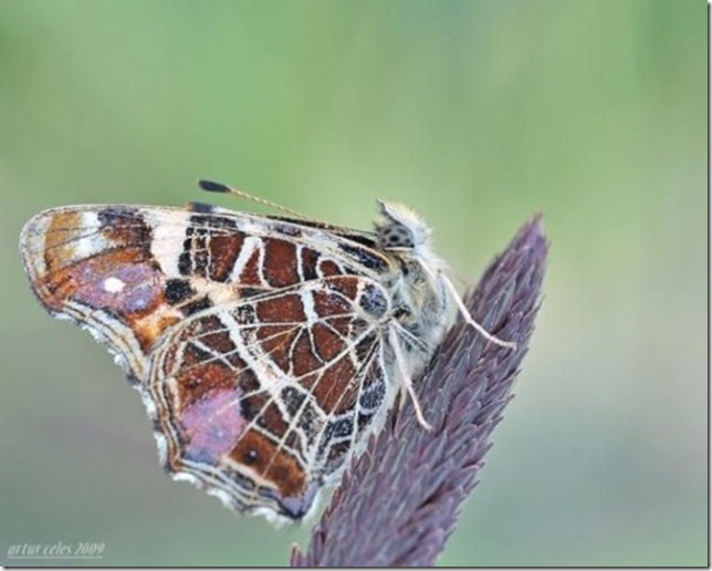 Close-Ups-of-Small-Animals-and-Insects-046