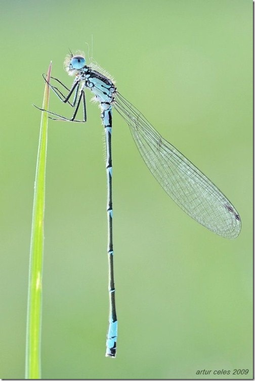 Close-Ups-of-Small-Animals-and-Insects-047