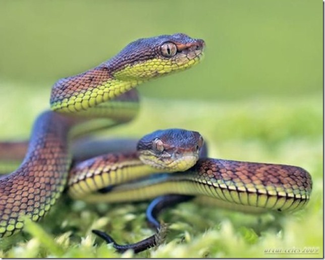 Close-Ups-of-Small-Animals-and-Insects-048