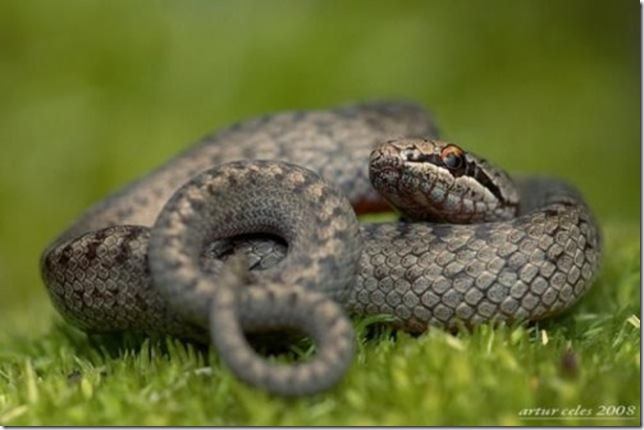 Close-Ups-of-Small-Animals-and-Insects-054