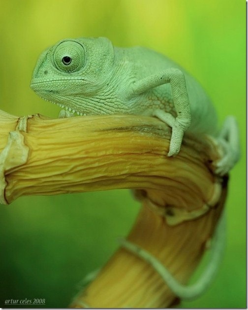 Close-Ups-of-Small-Animals-and-Insects-060