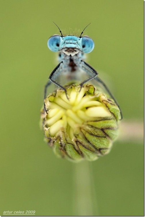 Close-Ups-of-Small-Animals-and-Insects-061