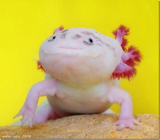 Close-Ups-of-Small-Animals-and-Insects-062