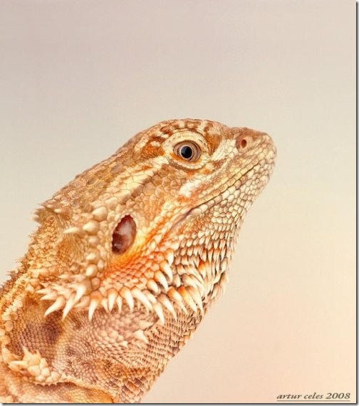 Close-Ups-of-Small-Animals-and-Insects-063