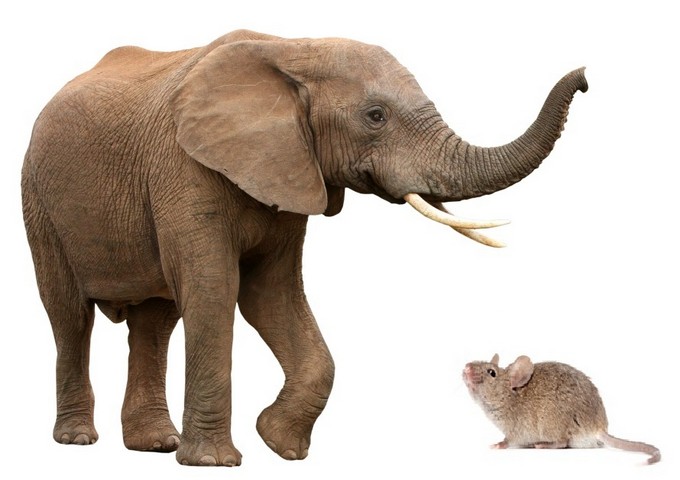 слоны боятся мышей