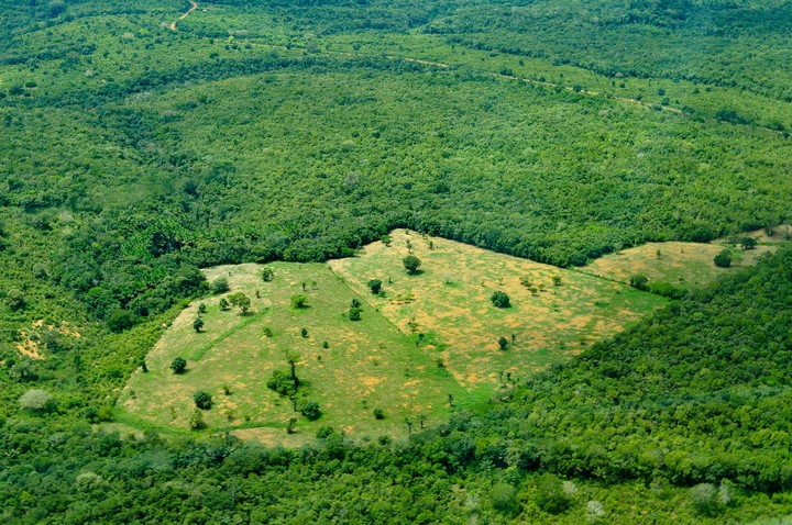 лес амазонки
