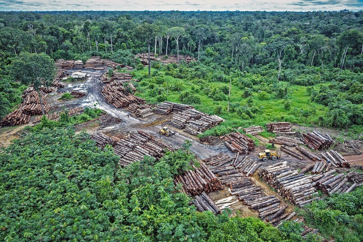 вырубка дождевых лесов
