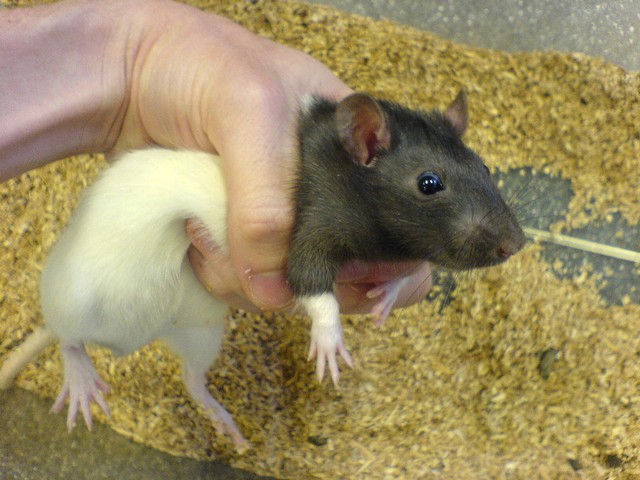 эксперименты с крысами