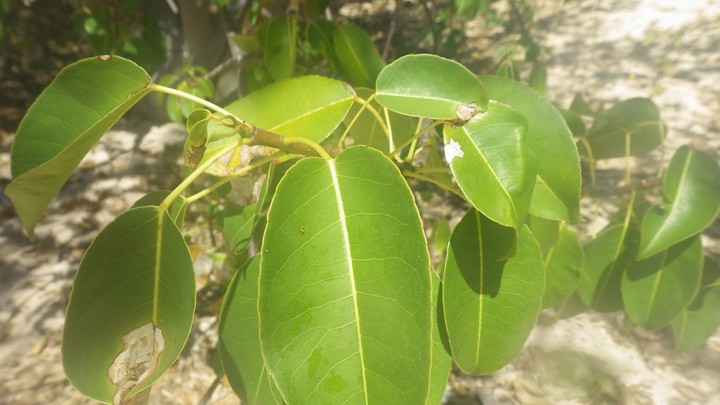 лист манцинелового дерева