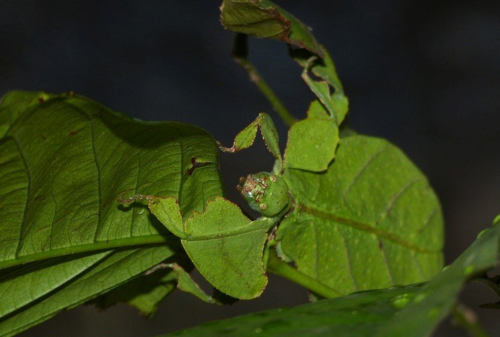 насекомое-лист