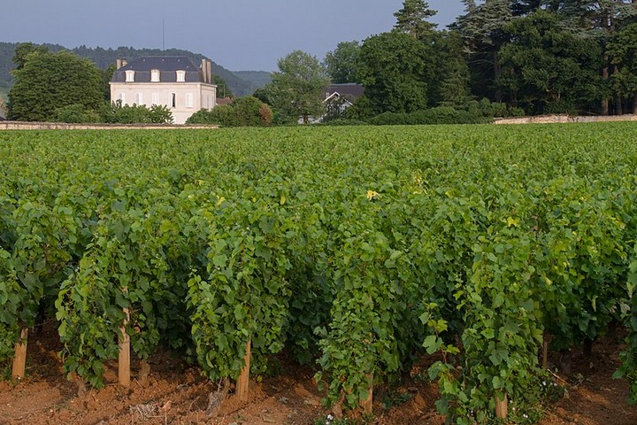 виноградник во франции