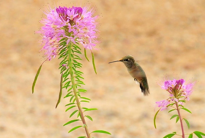 колибри и цветок