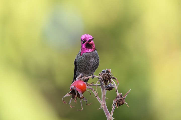колибри меняет цвет